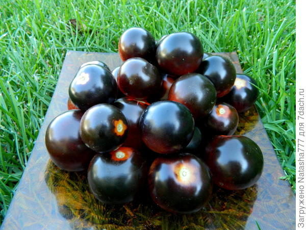 Черная гроздь