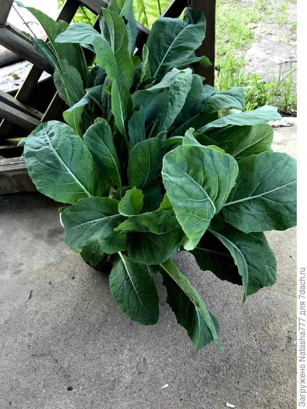 рассада капусты