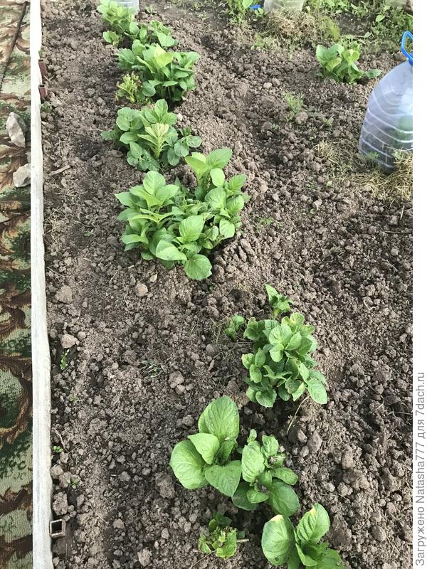 картошечка