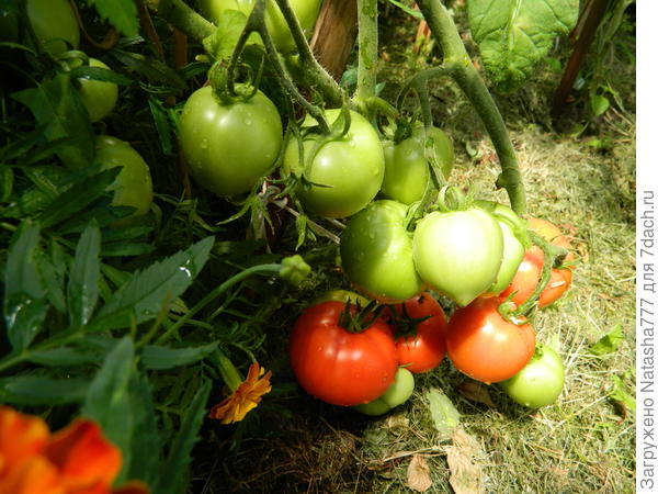 томатики поспевают