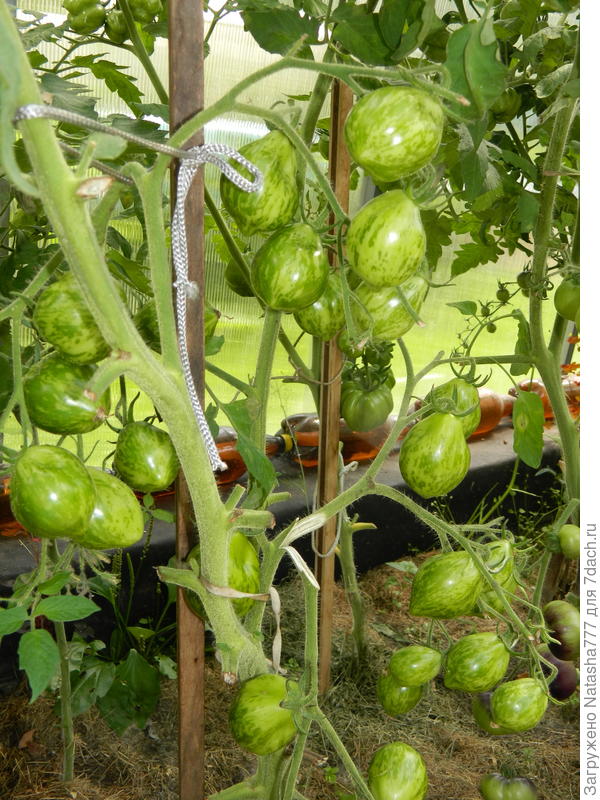 зеленоплодные