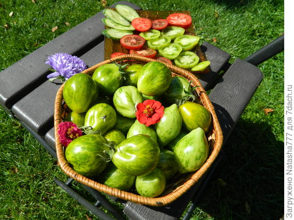 Майкл Поллан