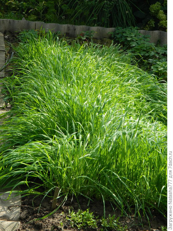 овесик матереет