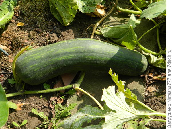 тоже тыковка длиной 70см