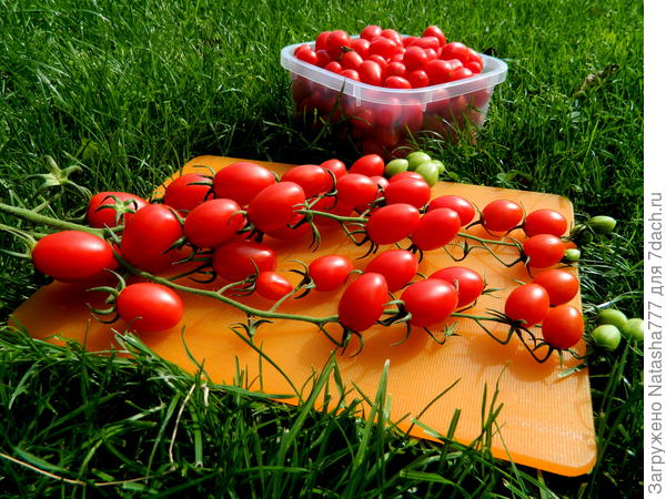 Собираю мой любимый Спрут Сливку