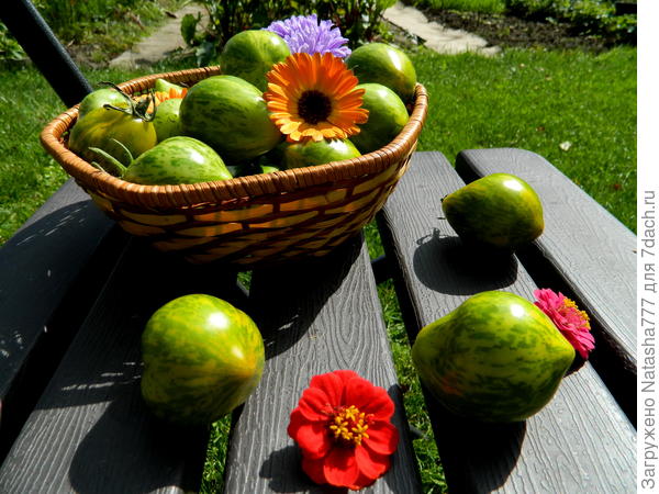 Майкл Поллан