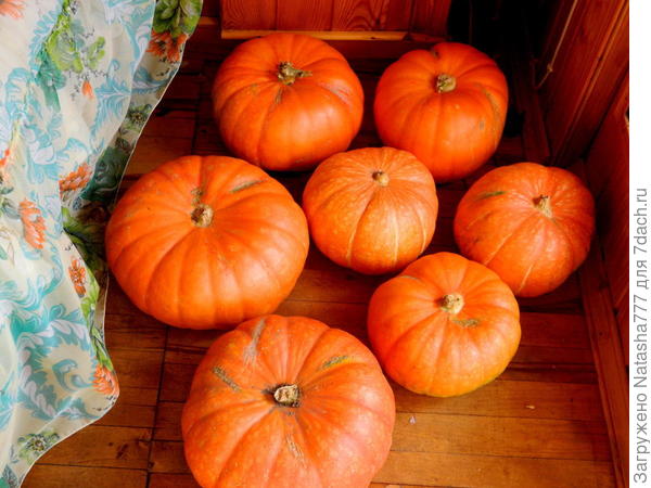 Прошлогодние тыковки