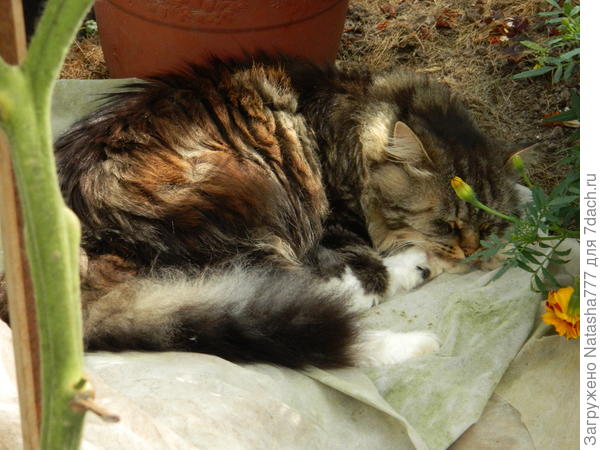 Спим в тепличке