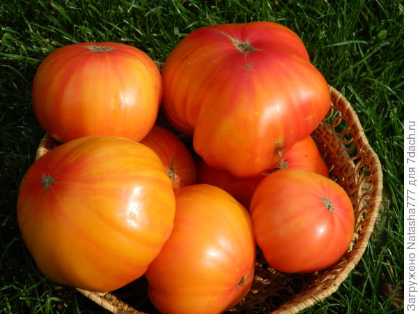 Медовый салют