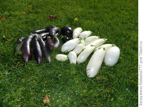 Последние баклажанчики