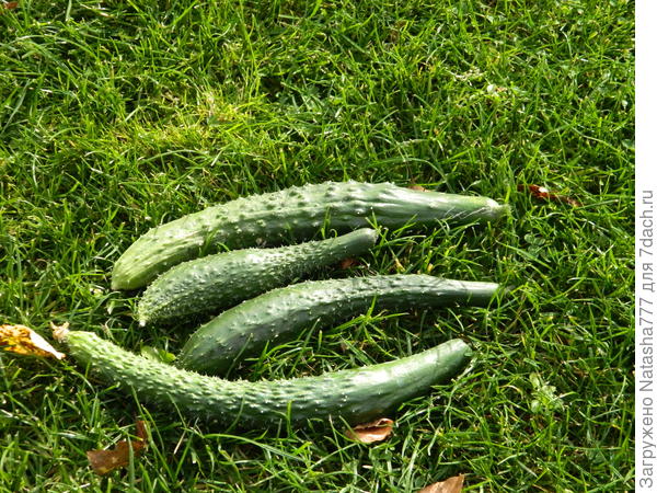 последние огурчики