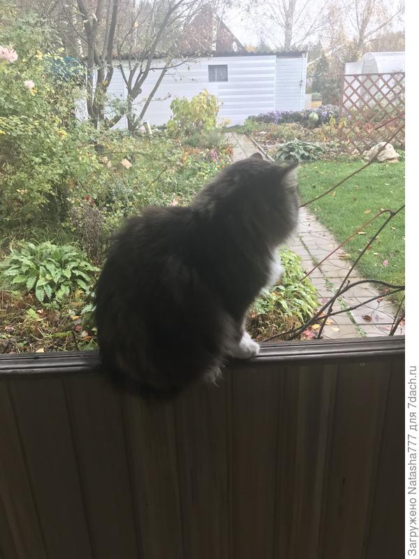 Прощается с дачкой