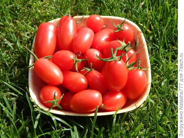 Спрут Сливка