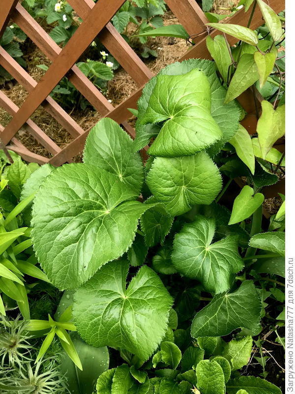 синеголовник