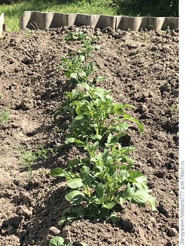 Картошечка подрастает