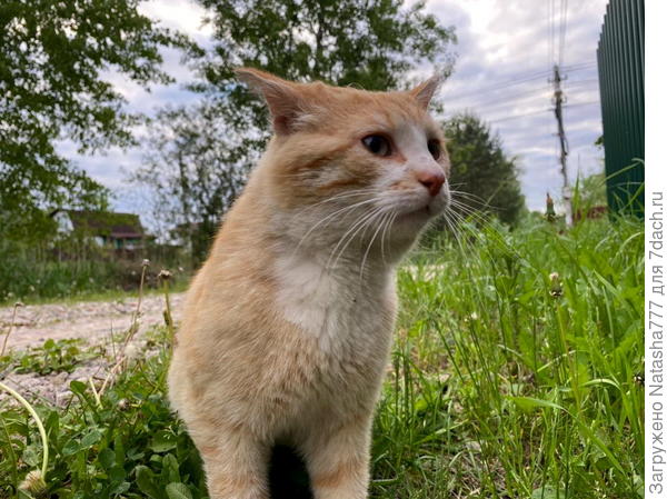 Рыжик бездомный