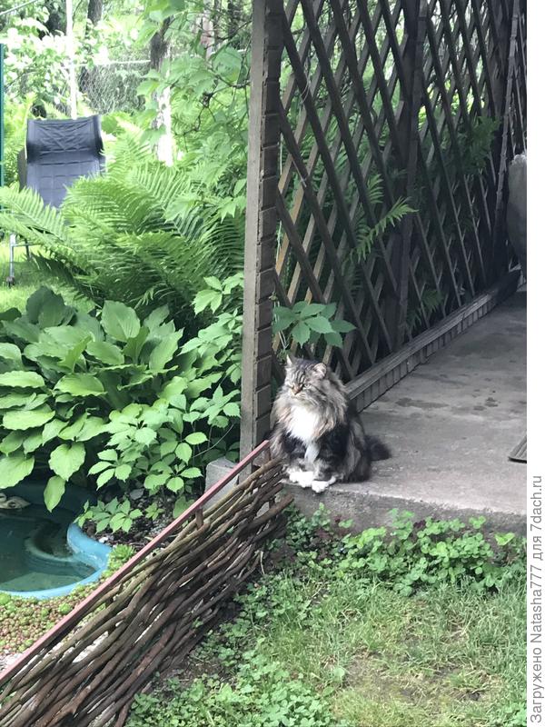 Кузьма грустит. Когда кончится дождь