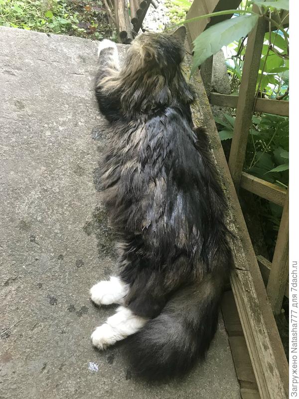 Страдает от жары