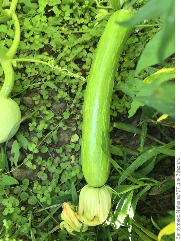 Семейная тыковка