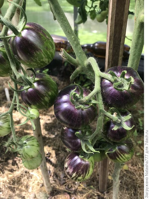 Голубая лагуна на кусте