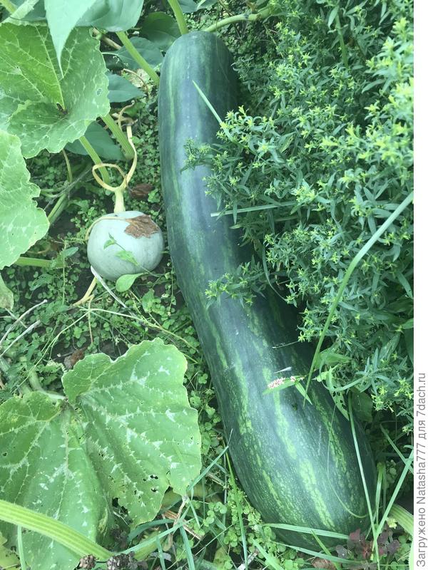 Тыковка семейная