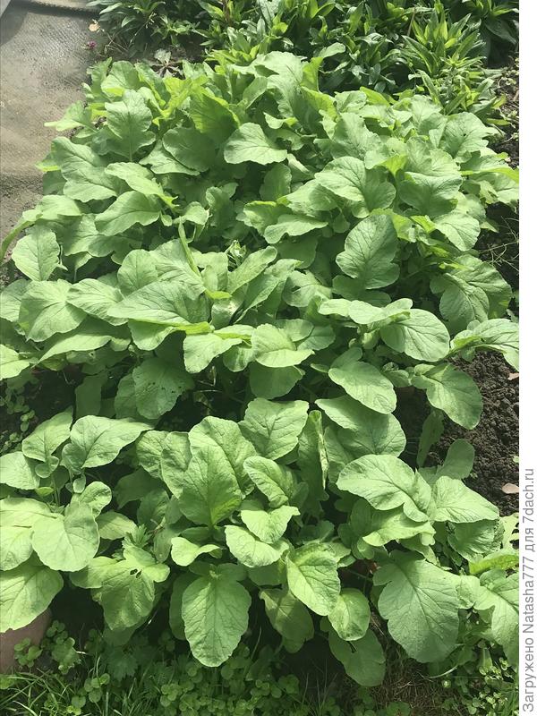 редис не черриэт