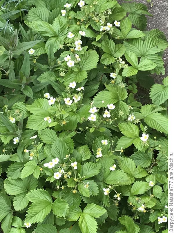 Зацвела в июне