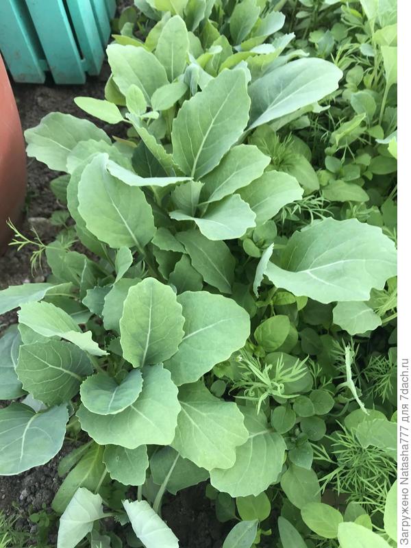 рассада в теплице