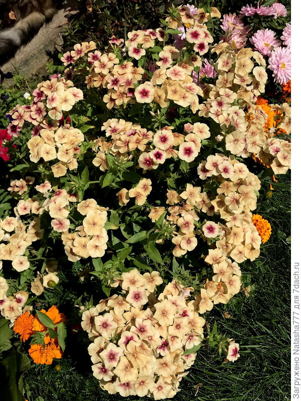 Флокс друммонда &quot;Карамель&quot;