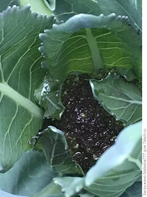 Завязывается сиреневая брокколи