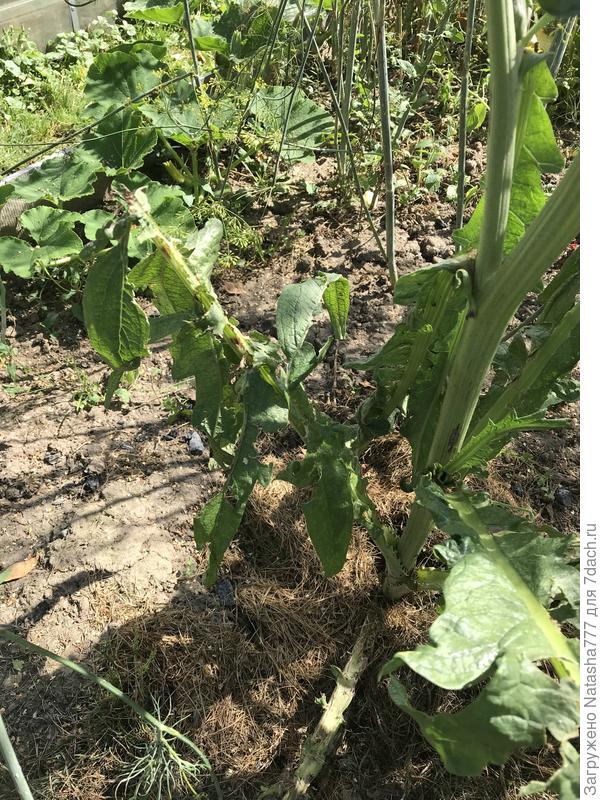 Листья висят, побитые градом