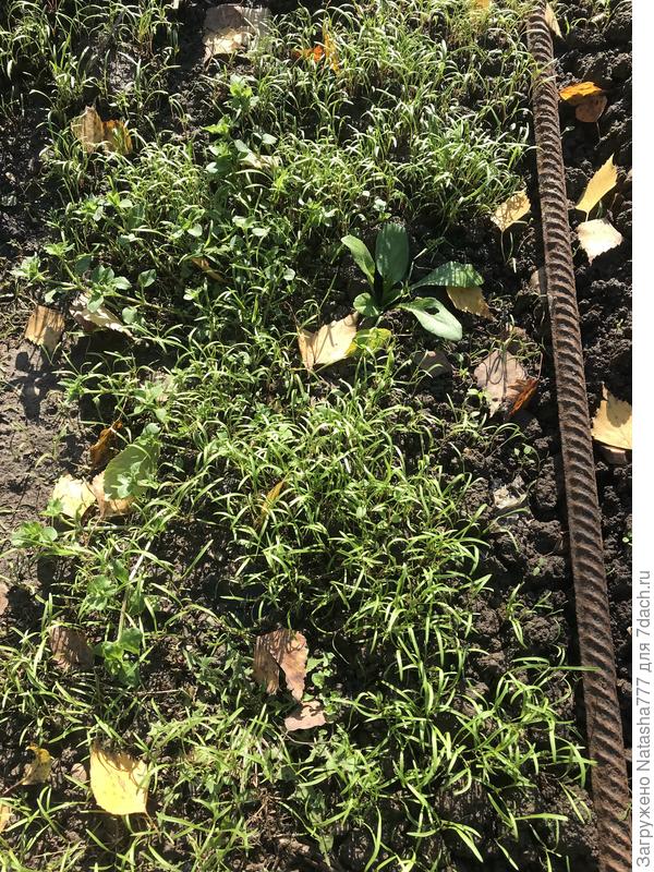 Укроп-самосев