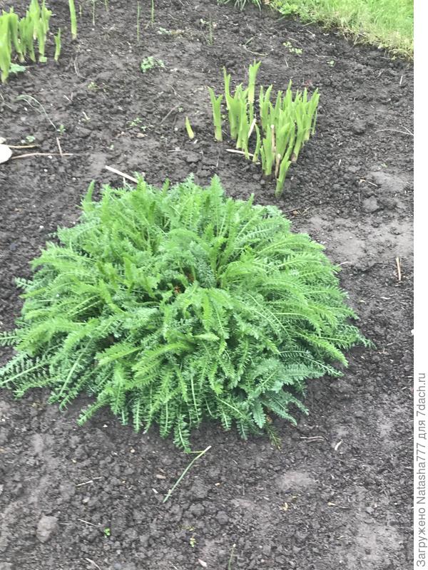 кустик тысячелистника