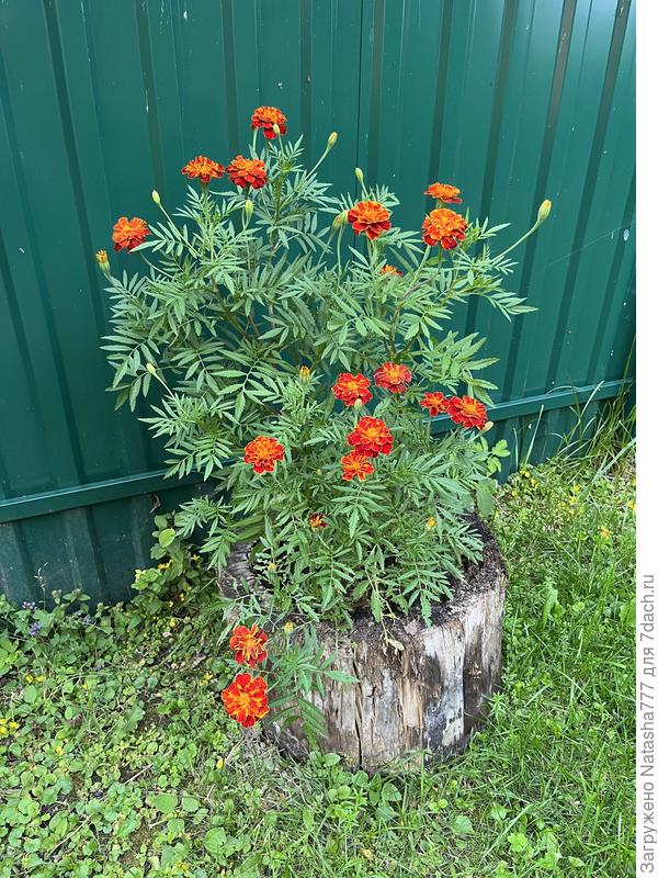 в старом пне