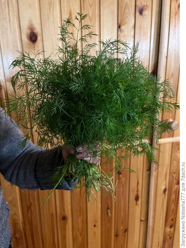 укропчик из теплицы