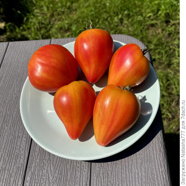 Минусинский оранжевый слон