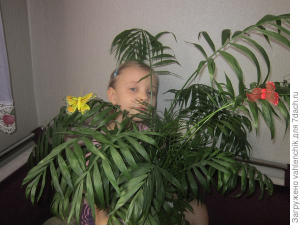 хаменорея