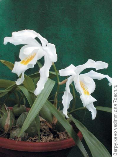 5-Coelogyne-cristata.jpg