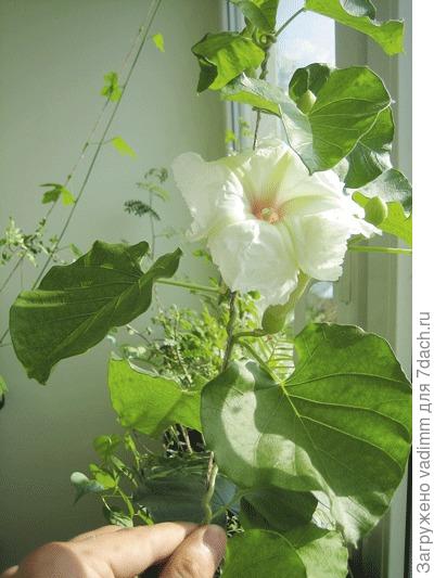 Цветок ипомеи беложильчатой (Ipomoea albivenia)