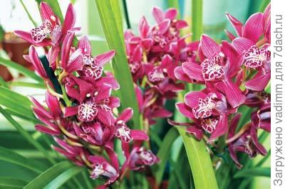 Cymbidium-Allison-Shaw.jpg