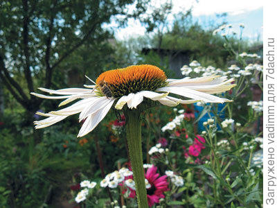 «Ромашки» американских индейцев, или необычные эхинацеи