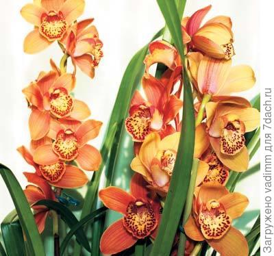Cymbidium-hybr..jpg
