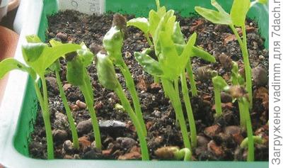 Проклюнувшиеся из семян &amp;amp;amp;amp;amp;laquo;малыши&amp;amp;amp;amp;amp;raquo; ипомеи беложильчатой (Ipomoea albivenia)