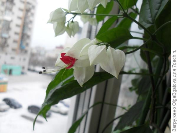 Эухарис