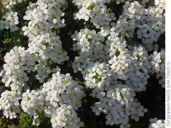 аллисимус