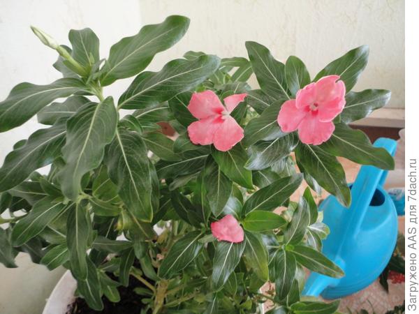 Цветущая ива.