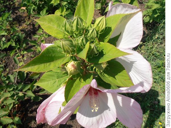 Гибискус травянистый