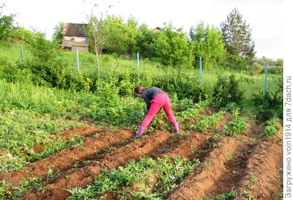 Настя травку собирает