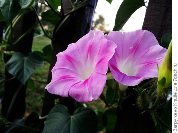 розовая красавица