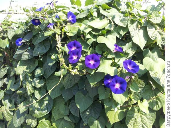 ипомея Ночка